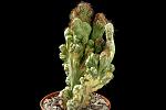 Cereus peruvianus most. var. H. 27 D.16 € 24.00